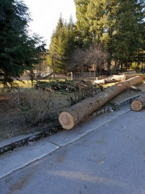 agrina-pad srušena stabla